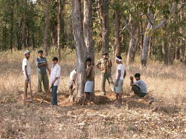Fullgrown trees are being felled at the Kanha national park, but the authorities say they are only cutting down saplings! 